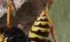 Polistes dominula